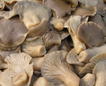 We can supply salted mushrooms, we are salted mushrooms manufactures, salted mushrooms supplier, salted mushrooms exporters, salted mushrooms suppliers from China, reliable garlic products suppliers, reliable salted mushrooms suppliers.